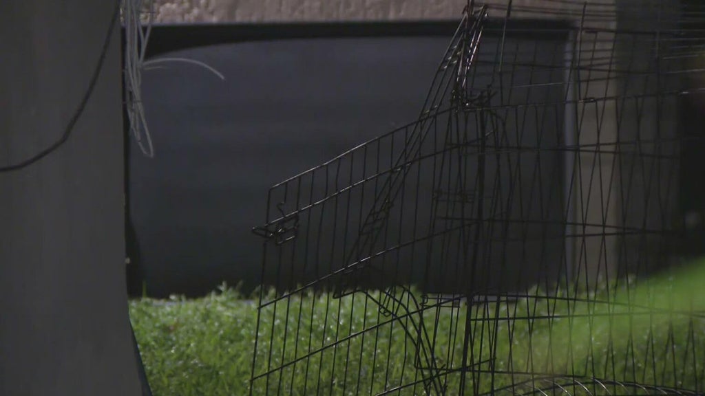 911 call captures frantic report of dog chasing, biting children in Miami — CBS Miami, Tarpon Springs Health news