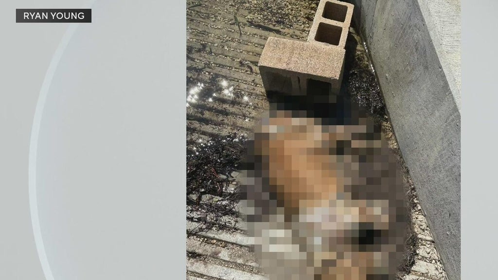 Miami police investigate after dog found dead underwater, tied to cinder blocks off Coconut Grove — CBS Miami, Tarpon Springs Government news
