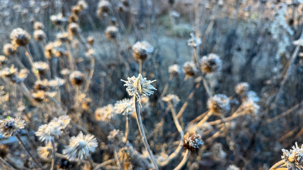 Breezy winds bring cool air to Minnesota, with first frost possible in the metro Friday night — WCCO / CBS Minnesota, Tarpon Springs Sports news