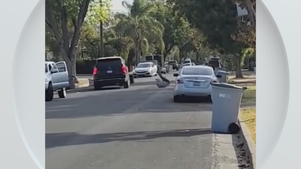 Federal immigration vehicle hits pedestrian in Woodland, police say — CBS Bay Area (KPIX), Tarpon Springs Health news