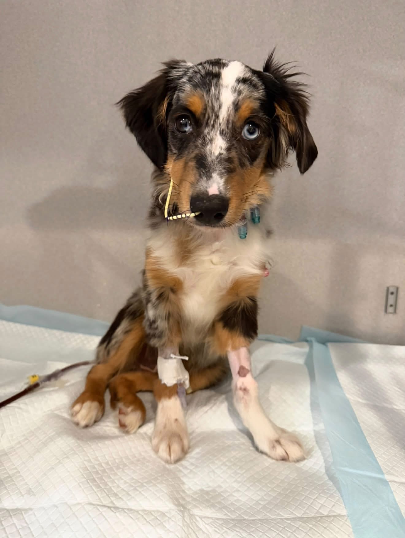 Puppy's Parvo fight highlights red flags for pet buyers — WFTS ABC Action News Tampa, Tarpon Springs Health news