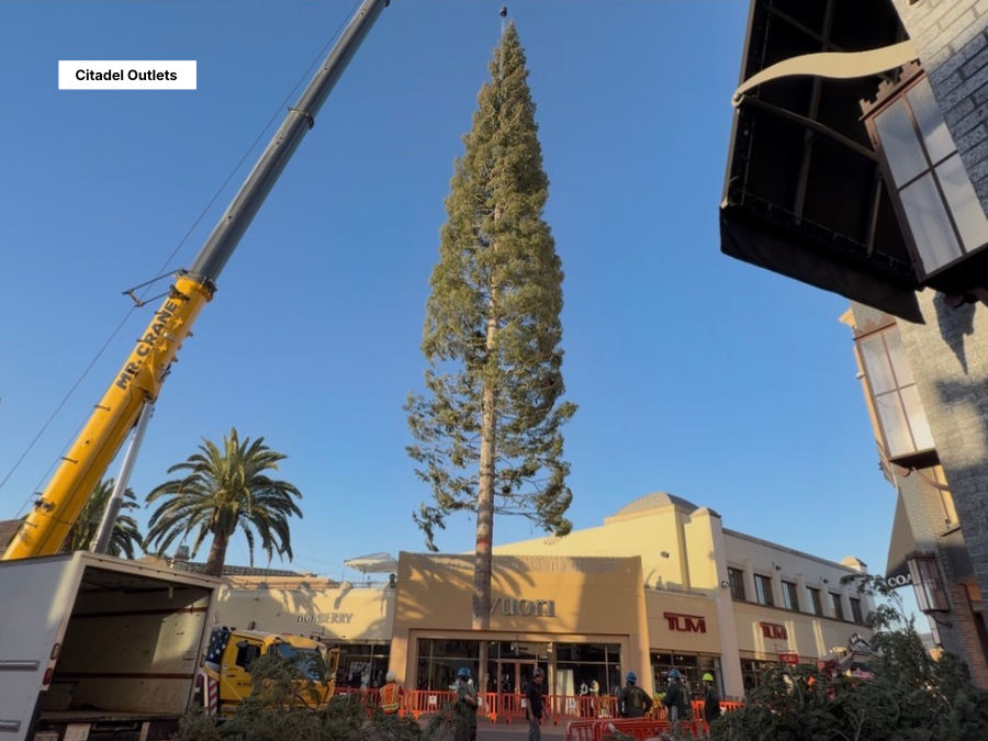 World’s tallest fresh-cut Christmas tree arrives at Southern California outlet mall — WFTS ABC Action News Tampa