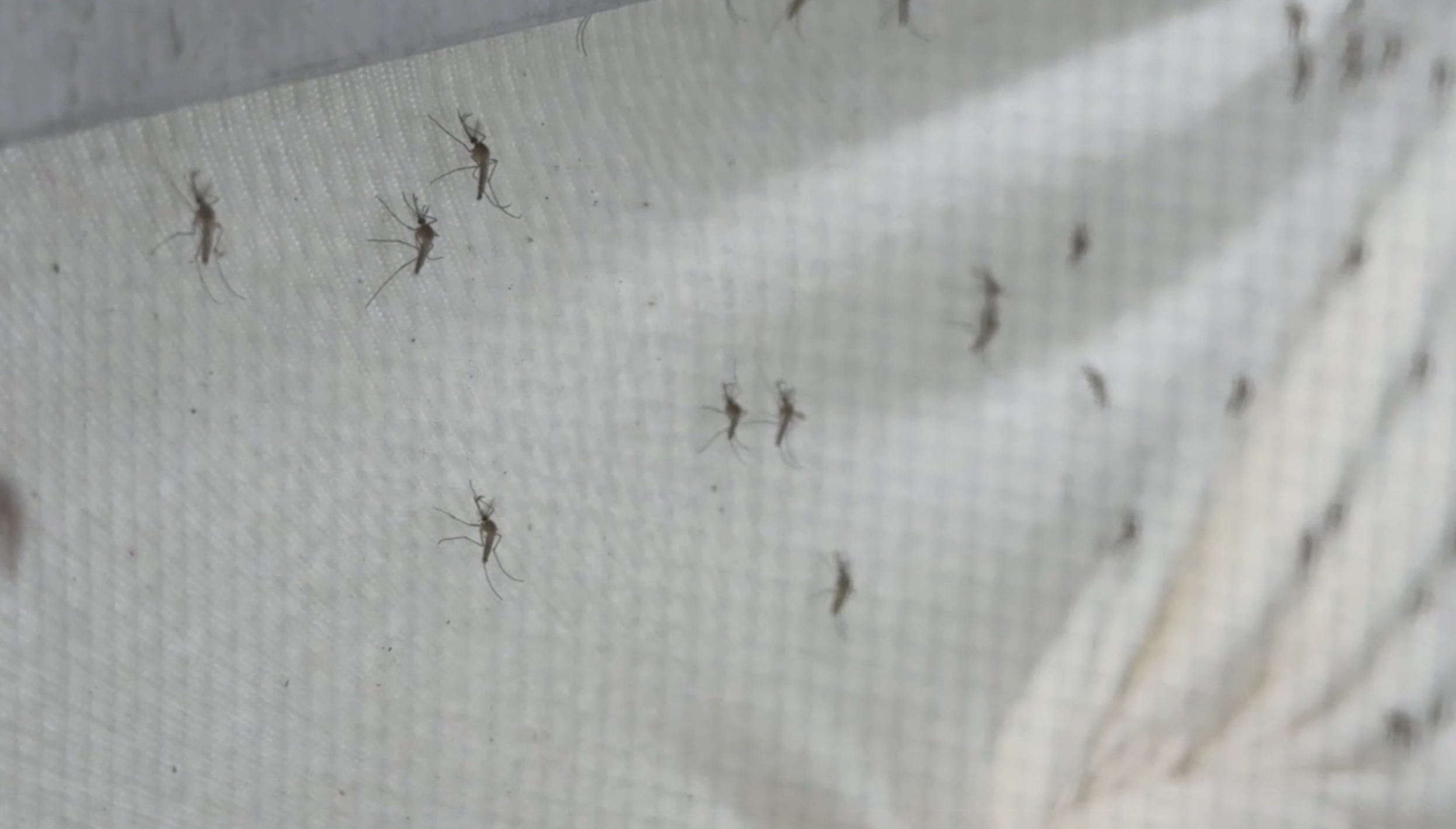 Pasco County mosquito control ramps up efforts as dengue cases rise and industry mourns a pilot — WFTS ABC Action News Tampa, Tarpon Springs Real Estate news