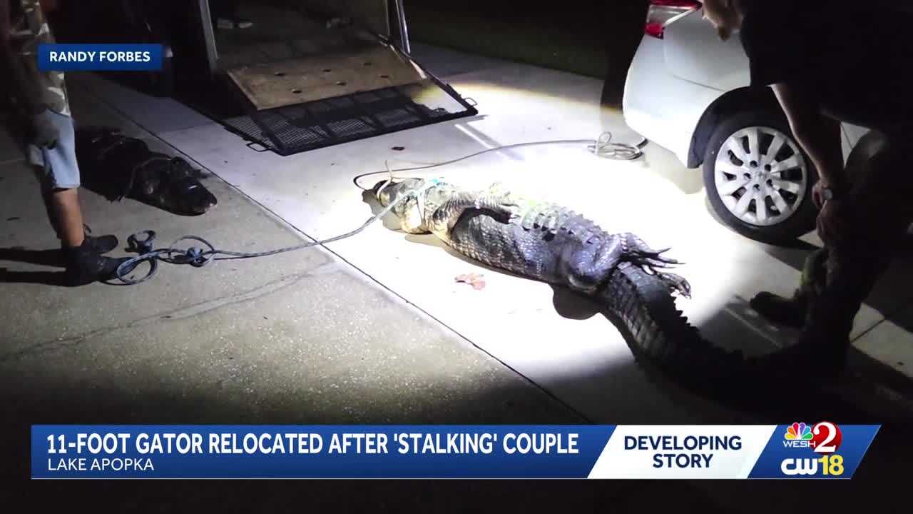 11-foot gator removed from Lake Apopka property after 'stalking' couple — WESH 2 Orlando, Tarpon Springs Real Estate news