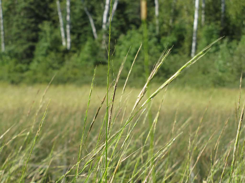 Minnesota DNR seeks public input on landscape-level plans for WMAs, AMAs — KFGO, Tarpon Springs Community news