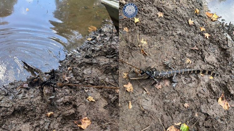 Alligator found tied to boat in East Texas pond; man cited for illegal possession, wardens say — KHOU 11 (Houston), Tarpon Springs Sports news