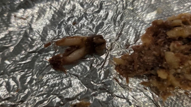 Texas customer sues after she found cow tooth in taco at fast-casual chain — WTSP Food Tampa Bay, Tarpon Springs Dining news