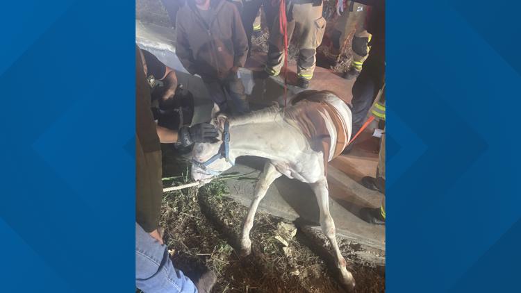 Plano firefighters rescue horse trapped in drainage ditch after escaping near Highway 121 — WFAA (Dallas-Fort Worth), Tarpon Springs Community news