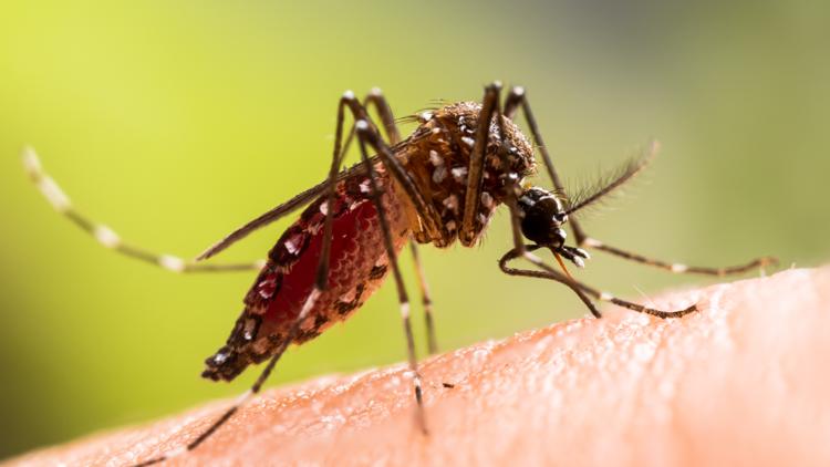 Dengue fever cases surpass 450 across Tampa Bay: See county-by-county numbers — Tarpon Springs Community news
