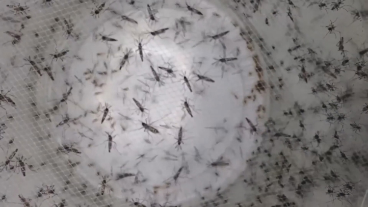 Tampa crews go door-to-door to limit spread of dengue — WTSP 10 Tampa Bay, Tarpon Springs Community news