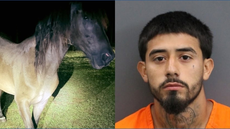 Lakeland man who shot, killed horse in 2024 gets 1 year in state prison — Tarpon Springs Community news