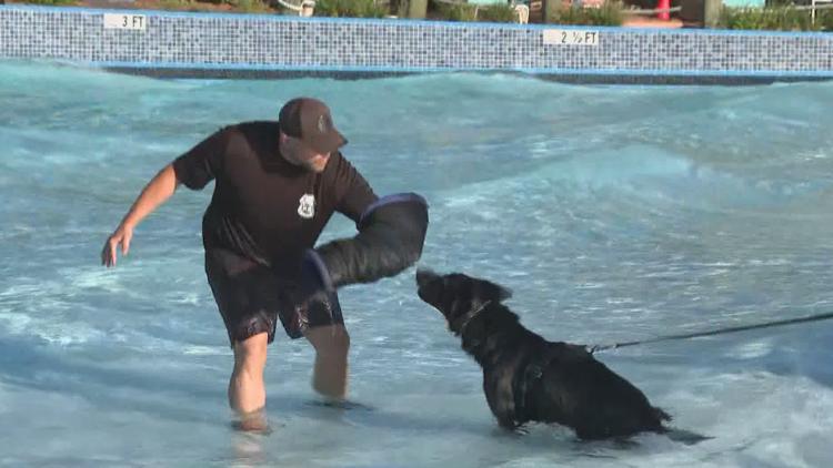 Tampa police K-9s train at theme park to prepare for emergencies — WTSP 10 Tampa Bay