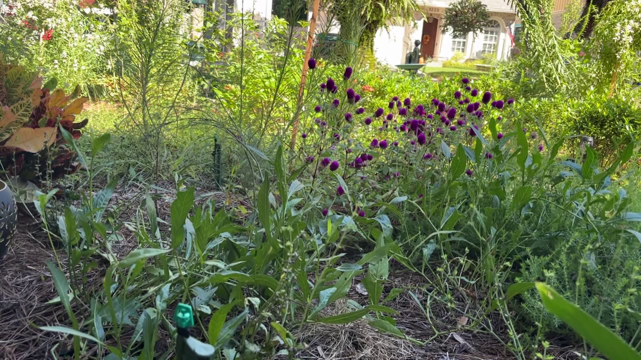 Tampa offers homeowners up to $3,000 in rebates to replace grass with native plants: Here's how to cash in — FOX 13 Tampa Bay News, Tarpon Springs Community news