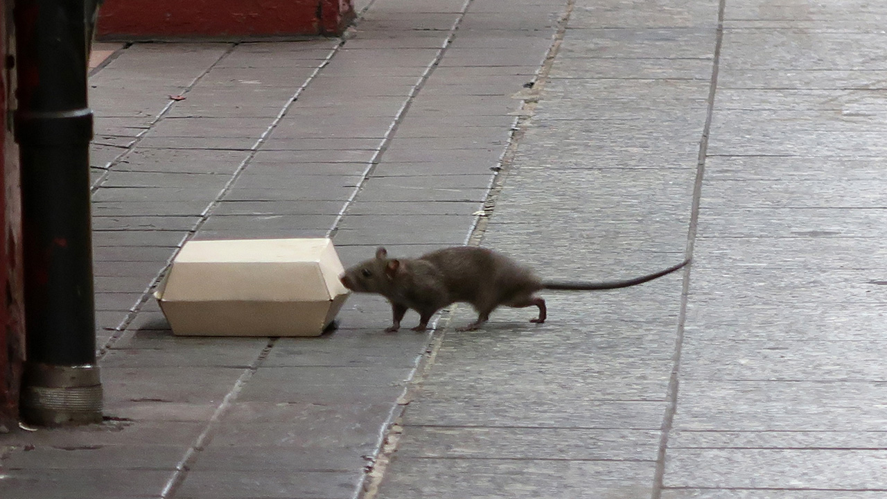 Rats and mice are the worst in these U.S. cities, new ranking finds — FOX 13 Tampa Bay News, Tarpon Springs Business news